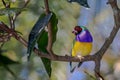 Finch gouldian Royalty Free Stock Photo